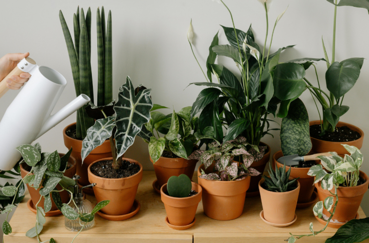 Indoor plants