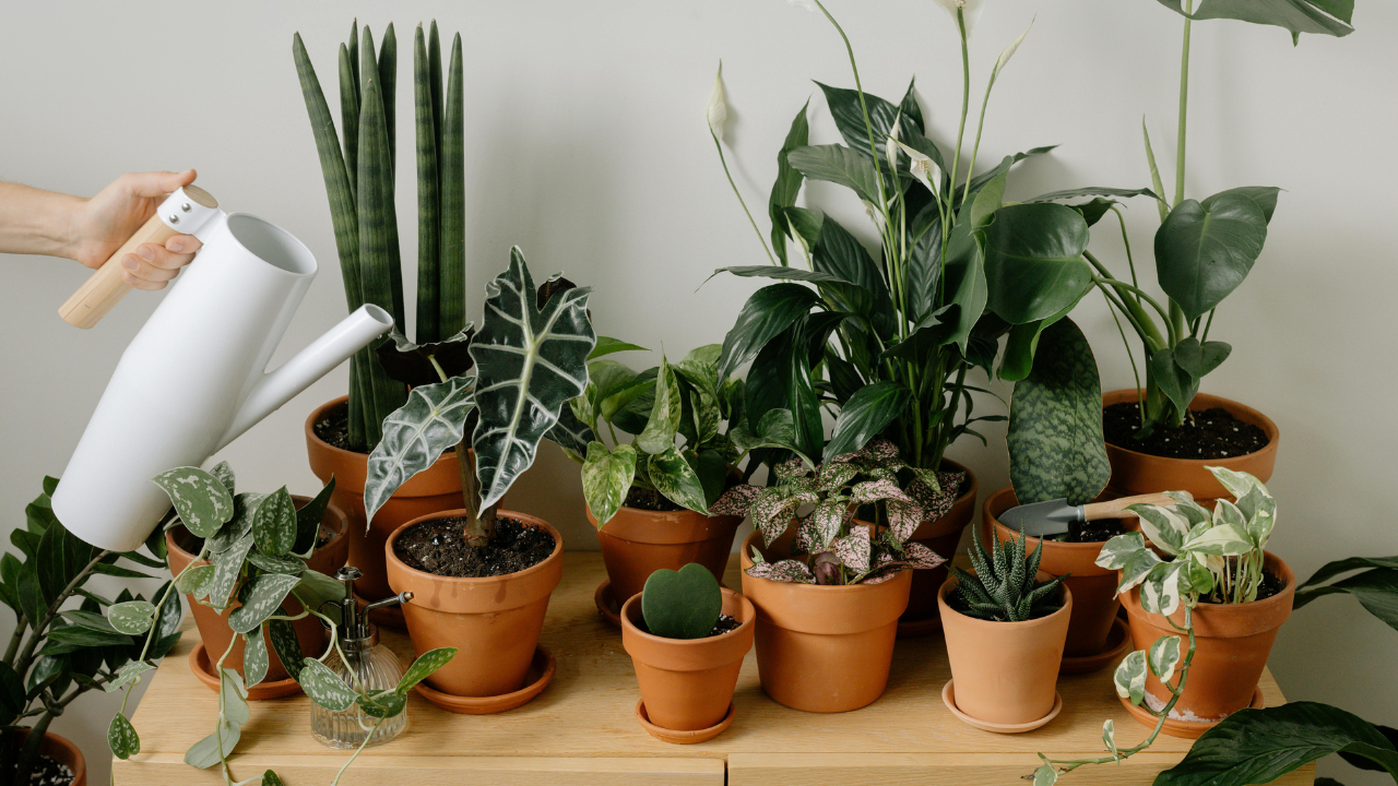 Indoor plants