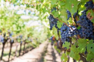 Constantia Vineyards