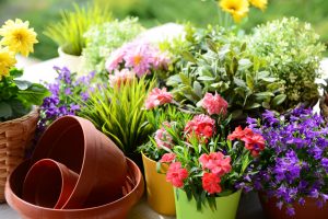 colour in your garden