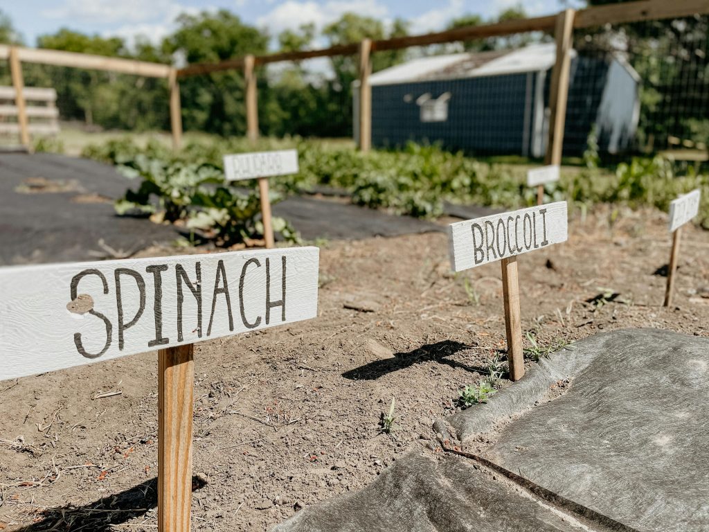 Vegetable gardening