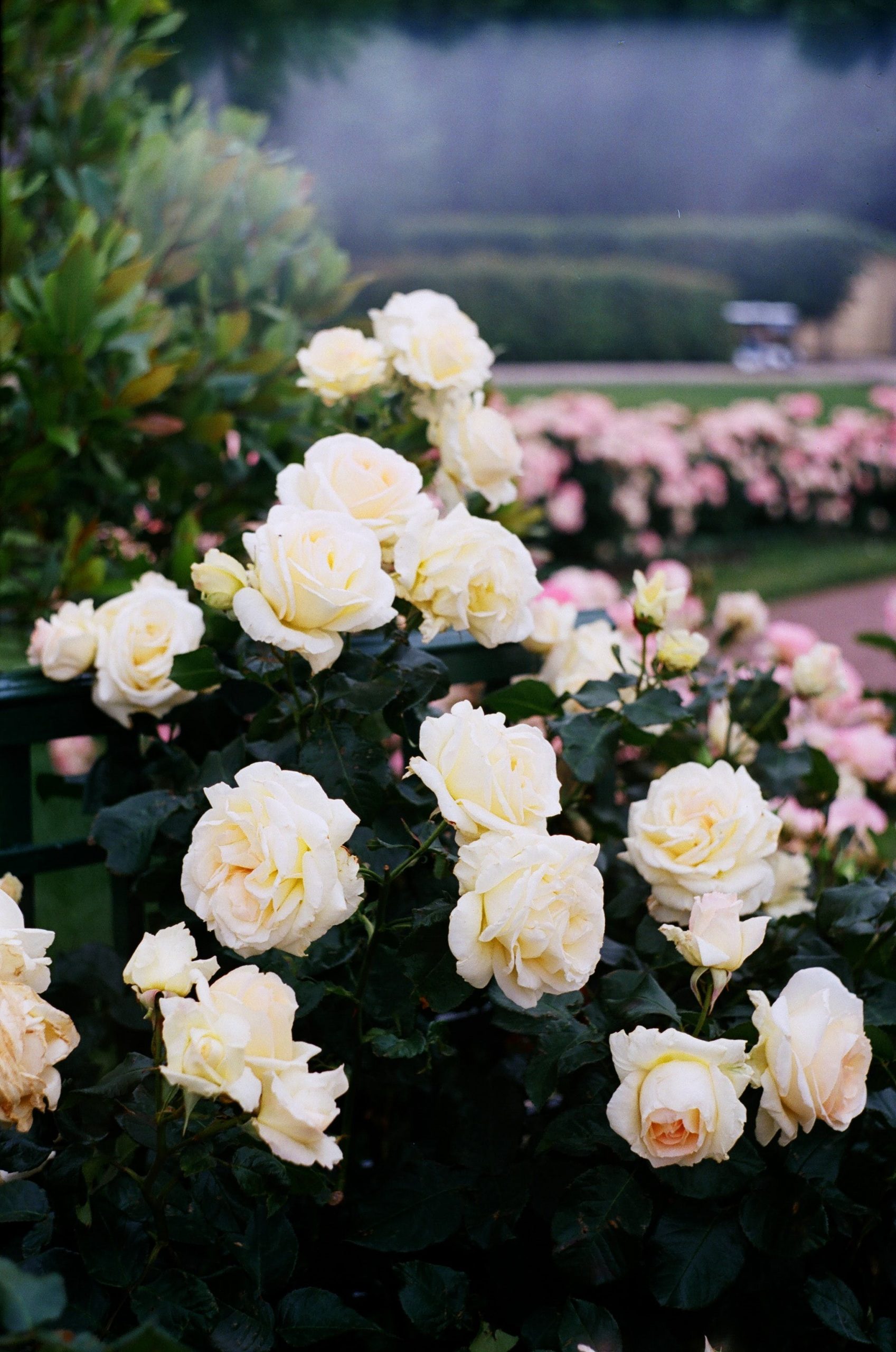 Roses in a garden