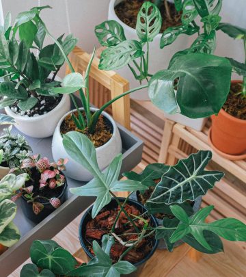 Houseplants to bring positivity into your home