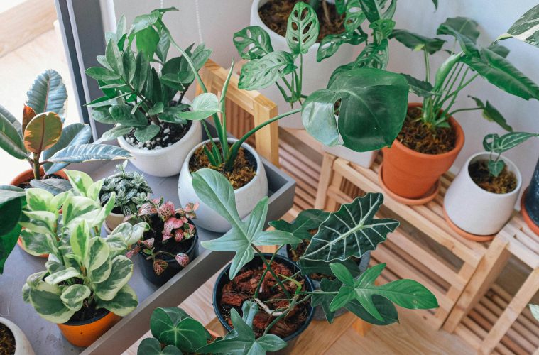 Houseplants to bring positivity into your home