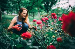 Pruning roses and gardening and taking care of flowers