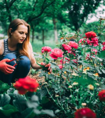 Pruning roses and gardening and taking care of flowers