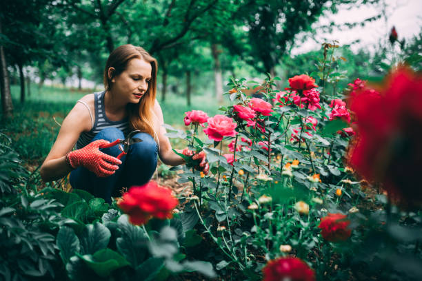 Pruning roses and gardening and taking care of flowers