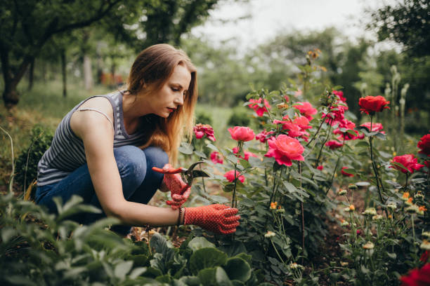 Pruning roses