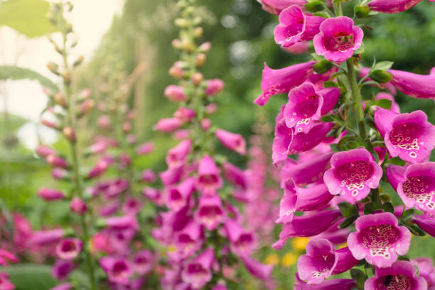 Foxglove (Digitalis) flowers in bloom in a garden.