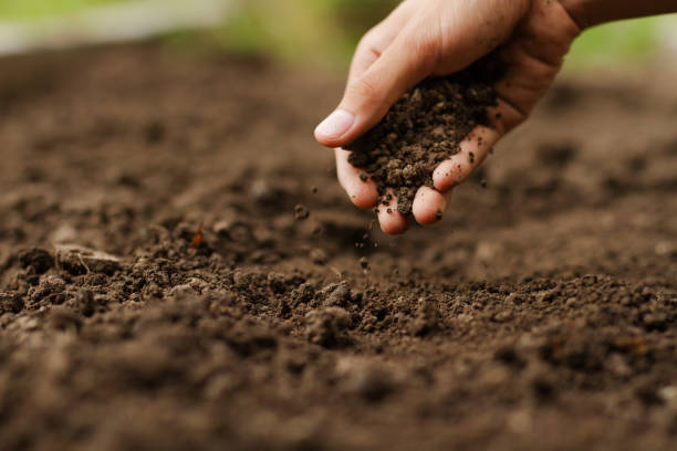 Gardener checking soil health before planting