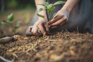 Gardeners hands planting seedling into the soil