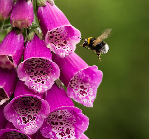 bumblebee flies towards foxglove flower