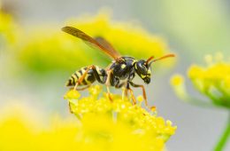 wasp in a yellow flower.