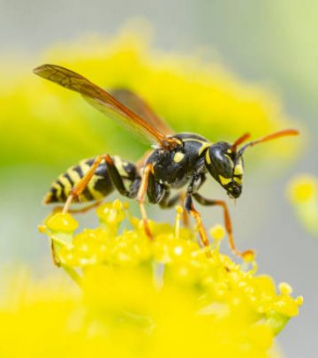 wasp in a yellow flower.