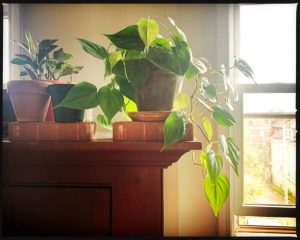 Philodendron by window