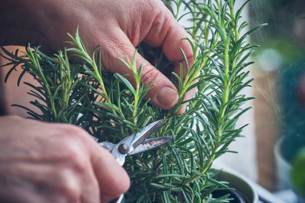 Cutting Fresh Rosemary