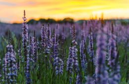 lavender flowers blooming in field