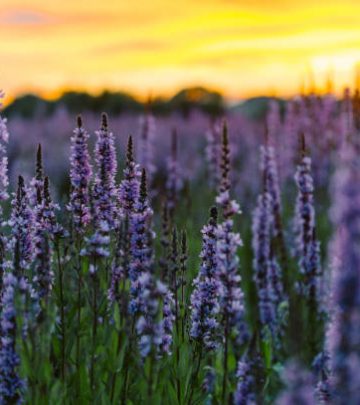 lavender flowers blooming in field