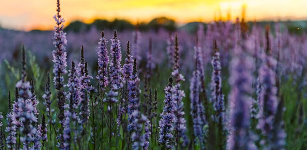 lavender flowers blooming in field