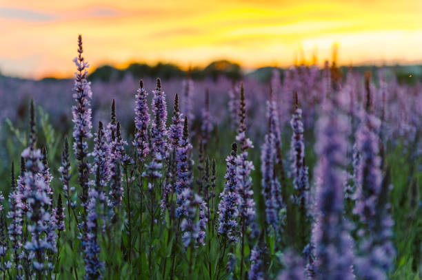 lavender flowers blooming in field