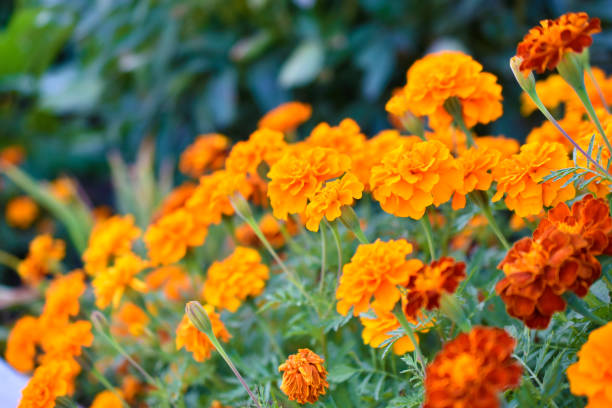 annual Marigold flowers in the garden