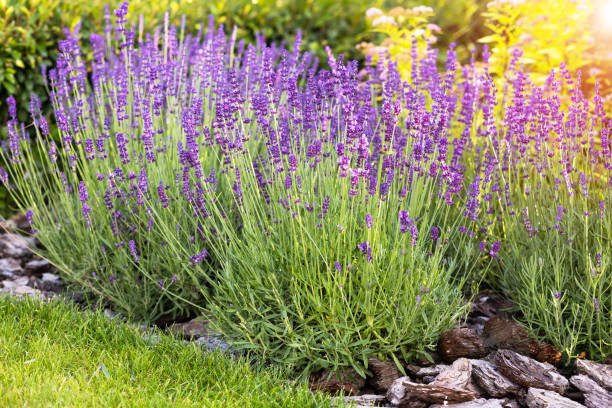 Purple lavender bushes grow on a flower bed in the garden 