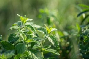 wild mint on garden