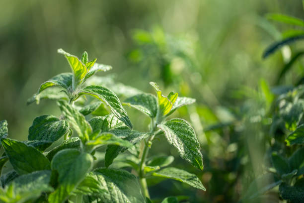 wild mint on garden