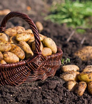 Growing potatoes feature image