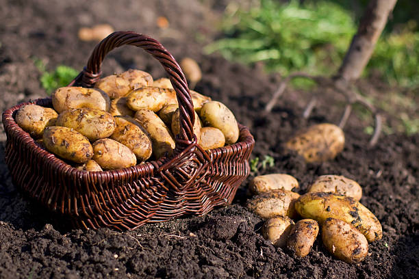 Growing potatoes feature image