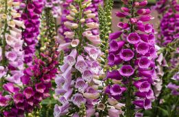 colorful foxglove flowers