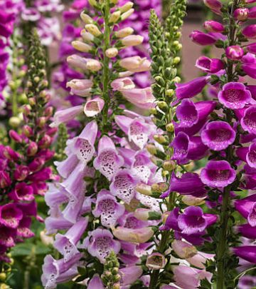 colorful foxglove flowers