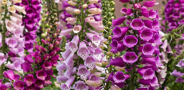 colorful foxglove flowers