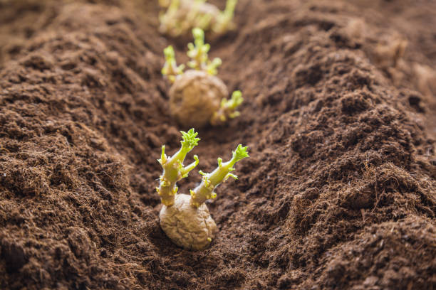 How to plant potatoes