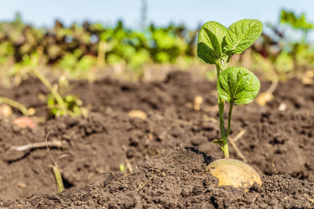 Growing potatoes