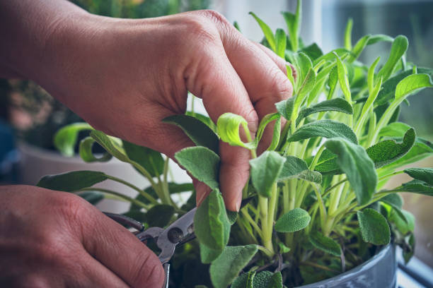 Cutting Fresh Sage