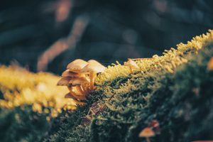 4 ways mushrooms can be beneficial to your health