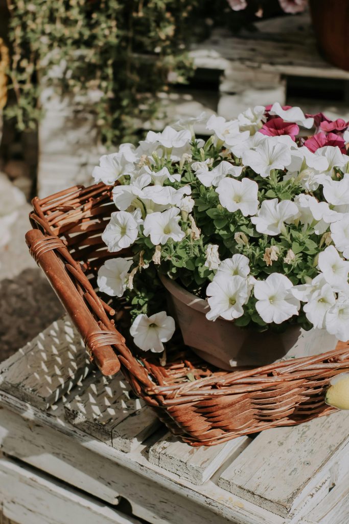 Growing and caring for petunias