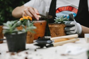 Succulent plant revival