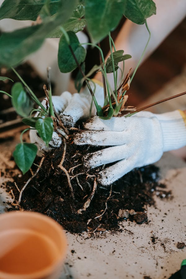 lady about to propagate plant