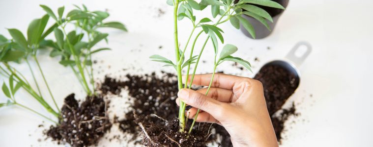 Propagated plant