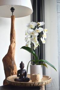 potted orchids