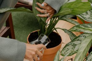 A woman watering houseplants