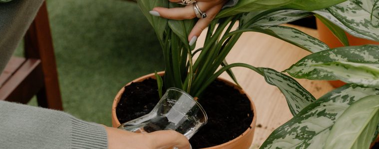 A woman watering houseplants