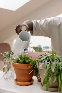 watering houseplants