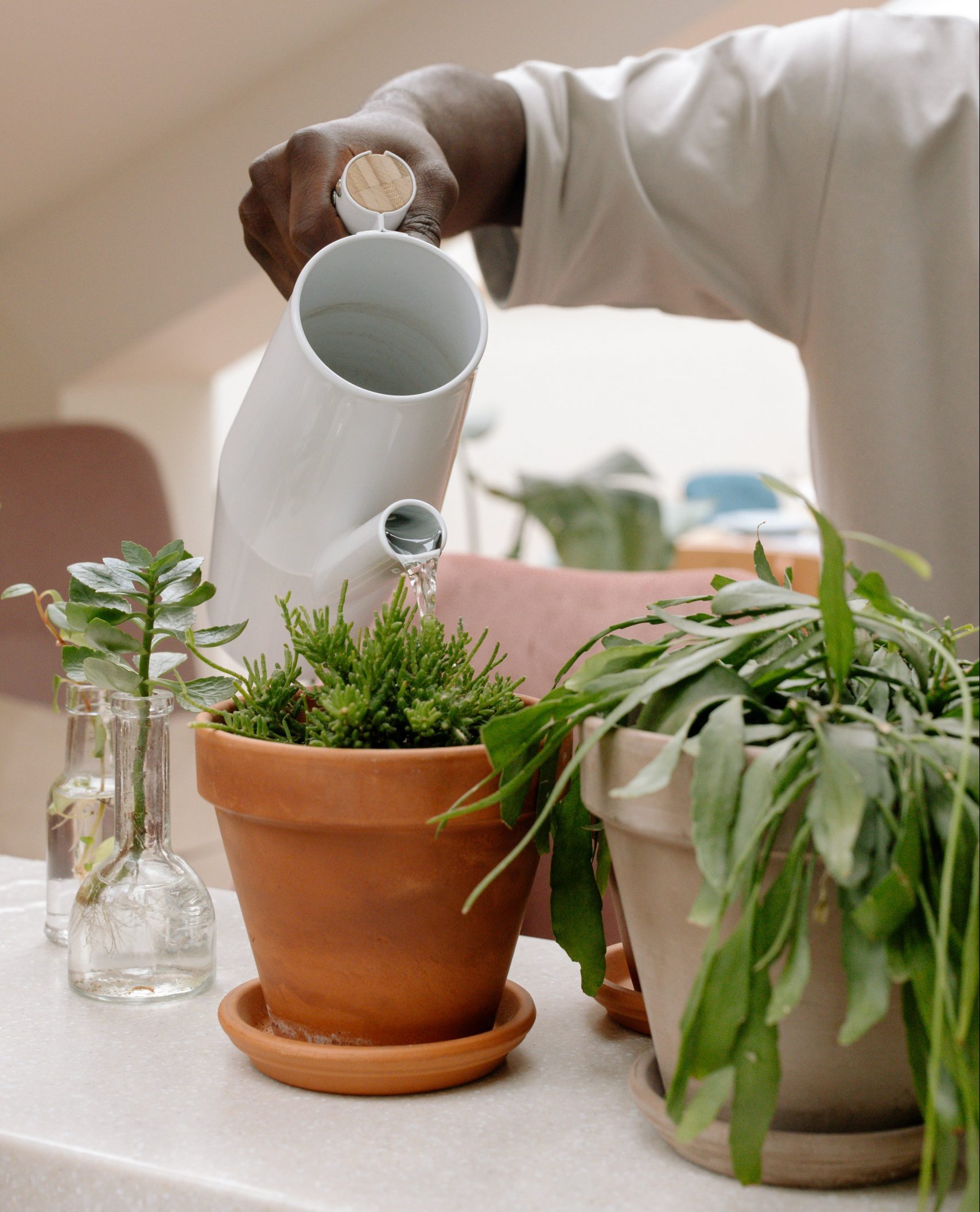 watering houseplants