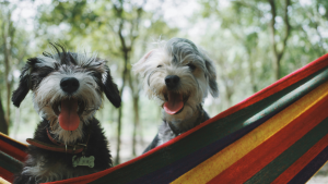 10 Pet friendly spots in SA