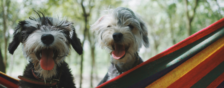 10 Pet friendly spots in SA