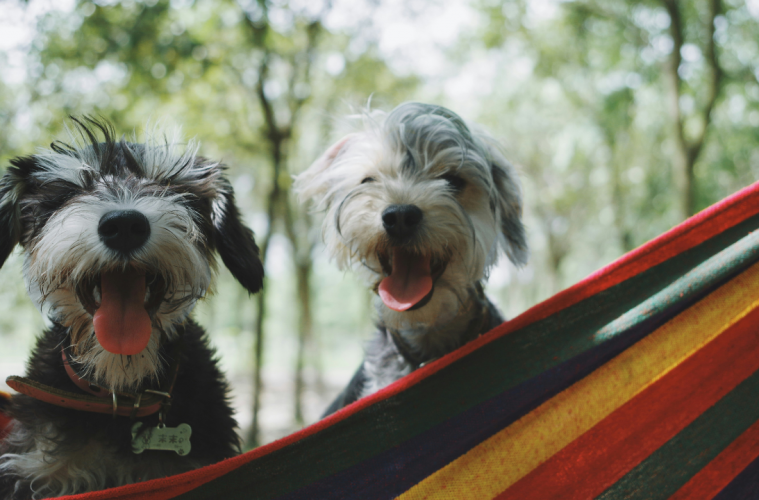 10 Pet friendly spots in SA