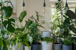 5 things plants need to grow and their functions 2